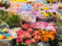 -朝来春花卉市场