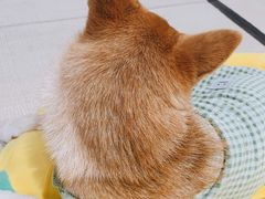 -逗柴咖啡屋·狗咖猫咖宠物桌游