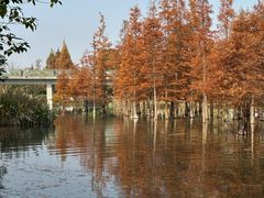 -白鹭湾湿地公园