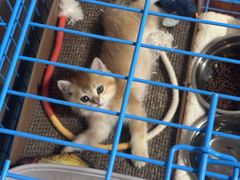 -翊宠yipet猫狗购宠庄园犬舍•猫舍