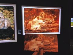 -罗红摄影艺术馆