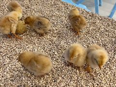 -怪兽屋·羊驼·猫咖·狗咖(俊华广场店)