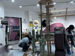 -喵园·猫主题咖啡厅·撸猫·猫咖(国贸店)