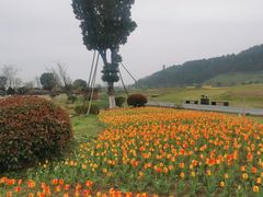 -径山花海