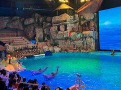 -芜湖新华联大白鲸海洋公园