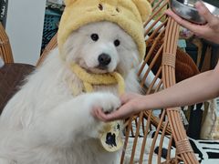 -星多哈·狗咖·拼豆·咖啡