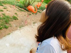 -青岛森林野生动物世界