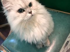 -李小姐の猫咖啡馆(五角场店)