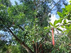 -南宁良凤江国家森林公园