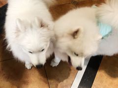 -more than meow吴止猫主题餐厅(承德 中船汇店)