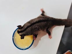 -Moni星球萌宠·小马宝莉·灵蛇·高端高阶全萌宠互动体验俱乐部(红豆国际广场店)