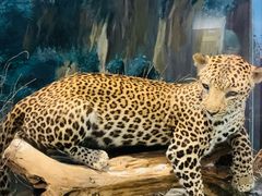 -陕西自然博物馆