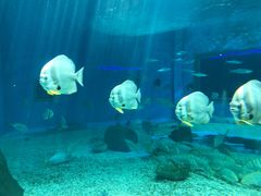 -北戴河圣蓝海洋公园