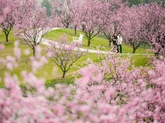 -花开海上生态园