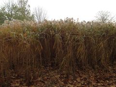 郑州植物园-郑州植物园