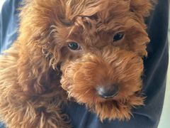 -艾贝尔宠物医院 ·内科全科(梁溪路店)