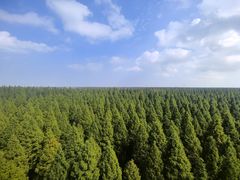 -黄海国家森林公园