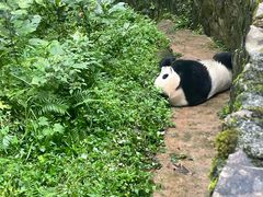 -都江堰中华大熊猫苑