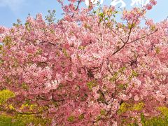 -古柏渡飞黄旅游区