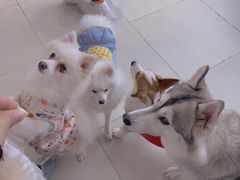 -怪兽屋·羊驼·猫咖·狗咖(俊华广场店)