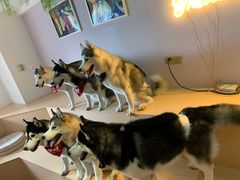 -Husky Go! 哈士奇体验馆·宠物咖啡厅狗咖