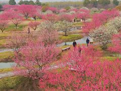 -花开海上生态园
