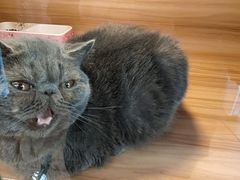 -猫十亿·布偶金渐层·曼基康矮脚猫舍(青年路店)