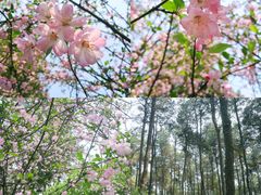 -铁山坪森林公园