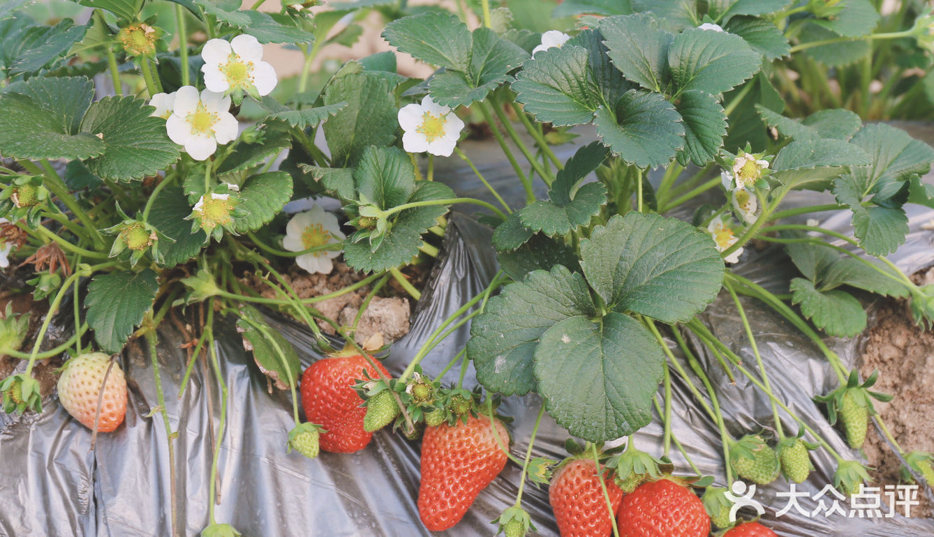 [糖果]今天的天气很适合摘草莓哦🍓