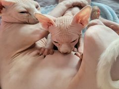 -纳吉亚猫专科动物诊疗中心(蒋宅口分院)