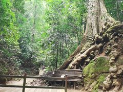 -西双版纳原始森林公园