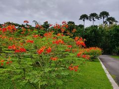 -中国科学院西双版纳热带植物园