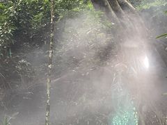 -西双版纳原始森林公园