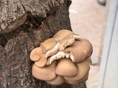 -小胡子祥彪烧烤(北湖总店)