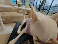 -怪兽屋·羊驼·猫咖·狗咖(俊华广场店)