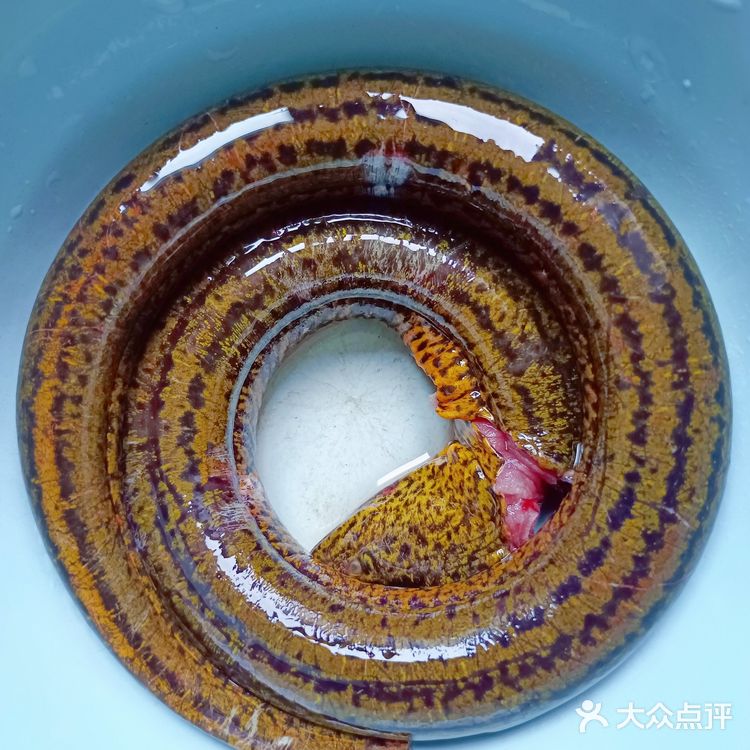 术后愈合适合喝的黄鳝火腿汤