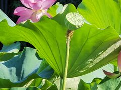 -高子水居