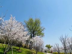 -羊山湖公园