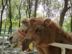 -长白岛森林公园