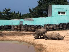 -西霞口神雕山野生动物世界