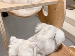 -飞行喵MR PILOT|猫舍·猫咖(静安大融城店)