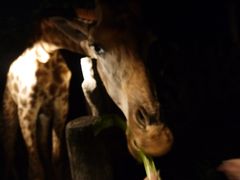 -清迈夜间动物园