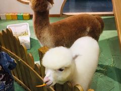 -藦茜花园宠物主题亲子互动体验馆(国顺东路店)