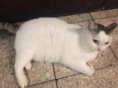 -新记餐厅(香槟大厦店)