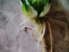 -中环花鸟鱼虫市场