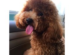 -芭比堂动物医院广州顽皮分院