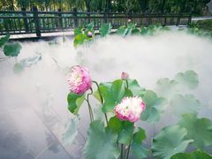-微山湖红荷湿地景区