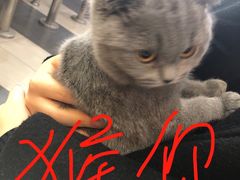 -芭比堂宠物医院·全科爱猫医院·仁德分院