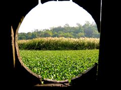 -南宁良凤江国家森林公园