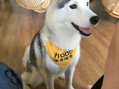 -Husky Go! 哈士奇体验馆·宠物咖啡厅狗咖